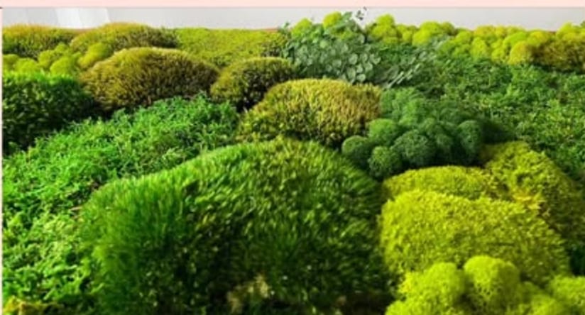 A preserved moss wall — rolling mounds of lush green moss